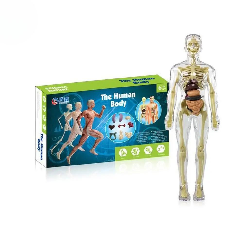 EduBody Menselijk Lichaam Model Kit – Educatief Anatomie Speelgoed voor Kinderen More For Mini