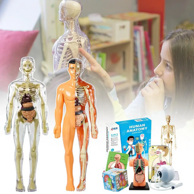 EduBody Menselijk Lichaam Model Kit – Educatief Anatomie Speelgoed voor Kinderen More For Mini