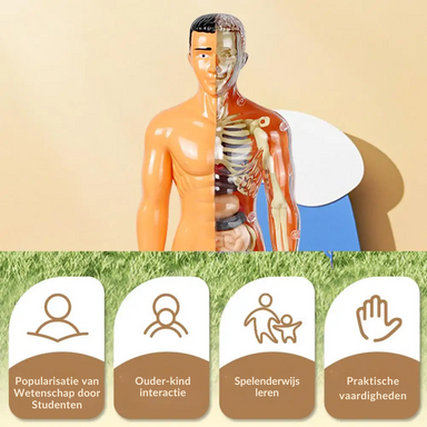 EduBody Menselijk Lichaam Model Kit – Educatief Anatomie Speelgoed voor Kinderen More For Mini