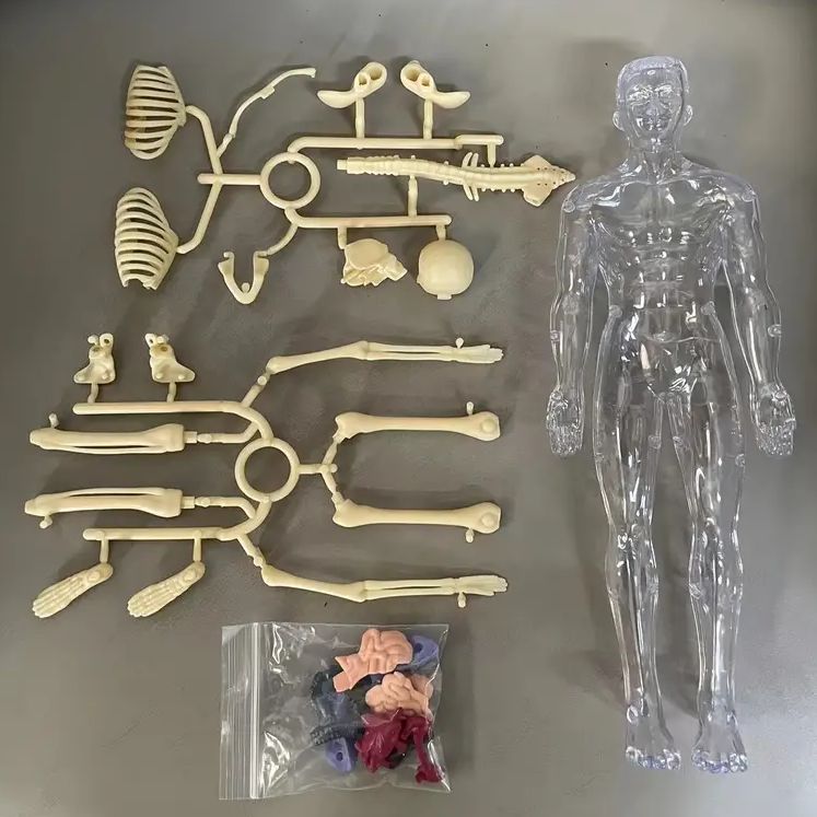 EduBody Menselijk Lichaam Model Kit – Educatief Anatomie Speelgoed voor Kinderen More For Mini
